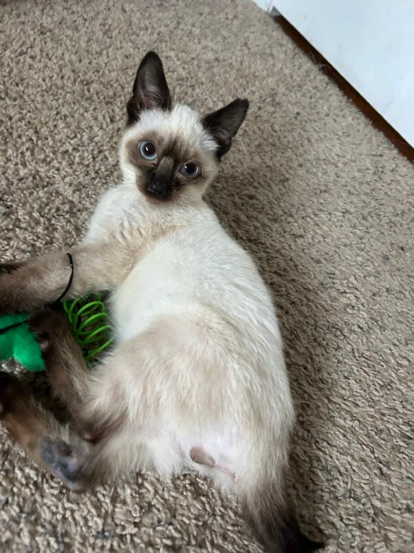 Yoda playing with a spring toy