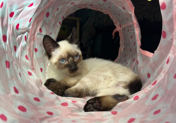 Yoda in a cat tunnel