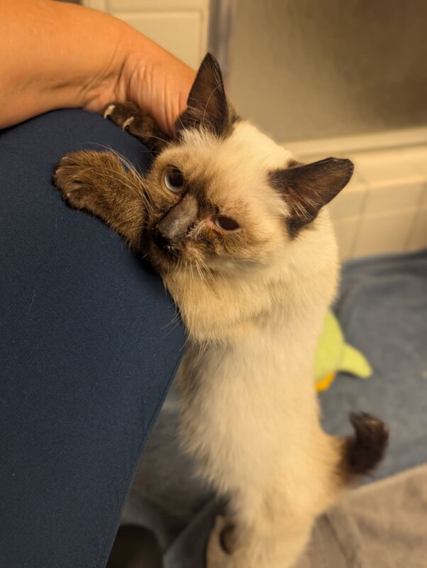 Yoda clinging to someone's leg