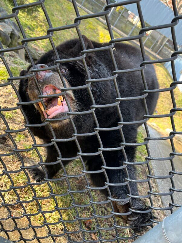 Black bear Honey gnawing cage