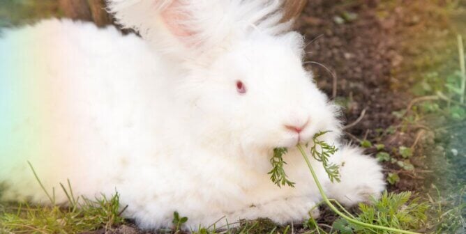 An angora rabbit with rainbow gradients