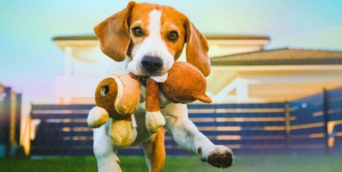 A beagle with a toy