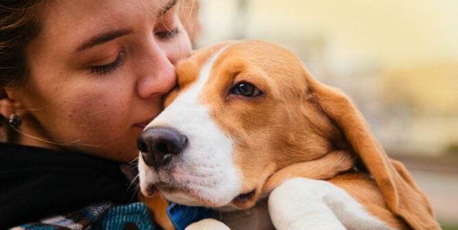 Person holding a beagle