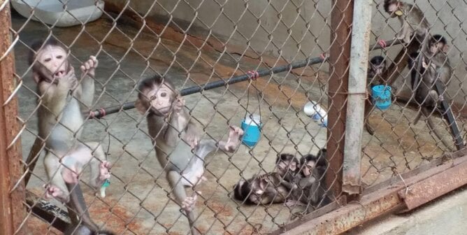 Baby monkeys clinging to a fence