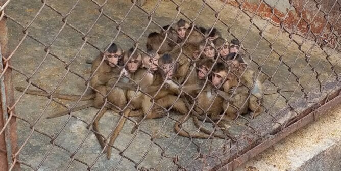 Baby Monkeys huddled together