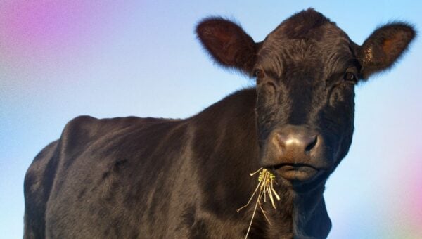 A black cow eating hay