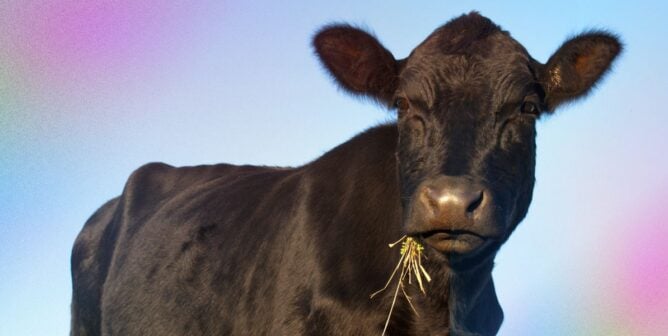 A black cow eating hay