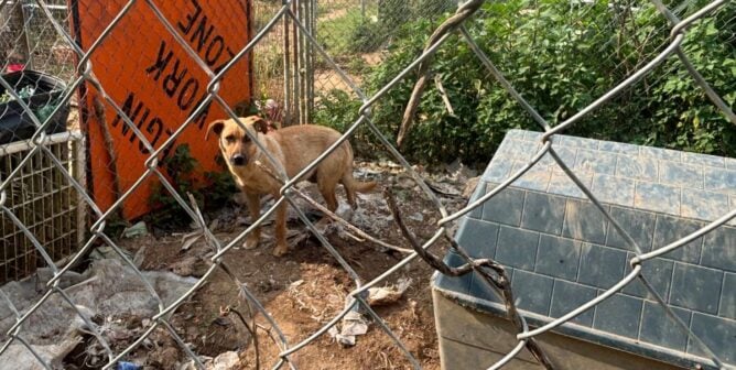 dog in a dirty, outdoor kennel