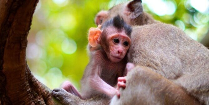 A baby macaque and their mother on a tree branch