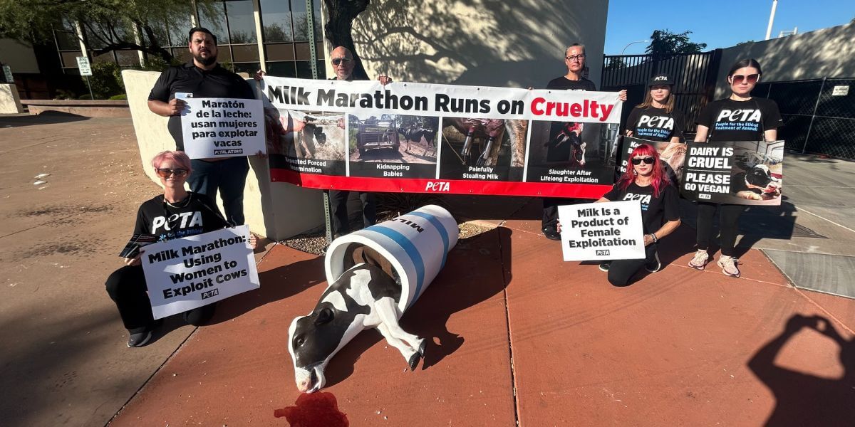 Dead calf in a cup display