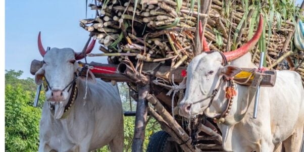 a pair of bullocks pulling a heavy cart loaded with sugarcane