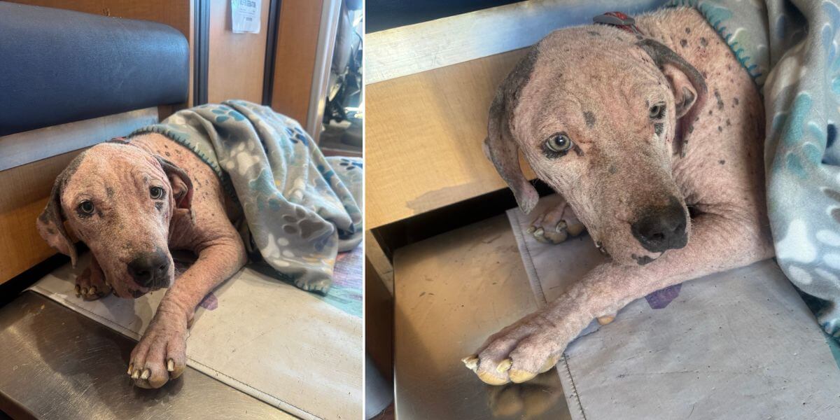 Toot Toot, an older looking hairless dog