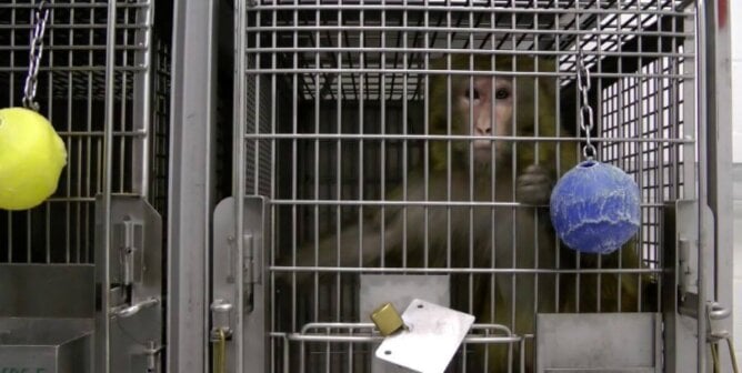 Monkey in a cage
