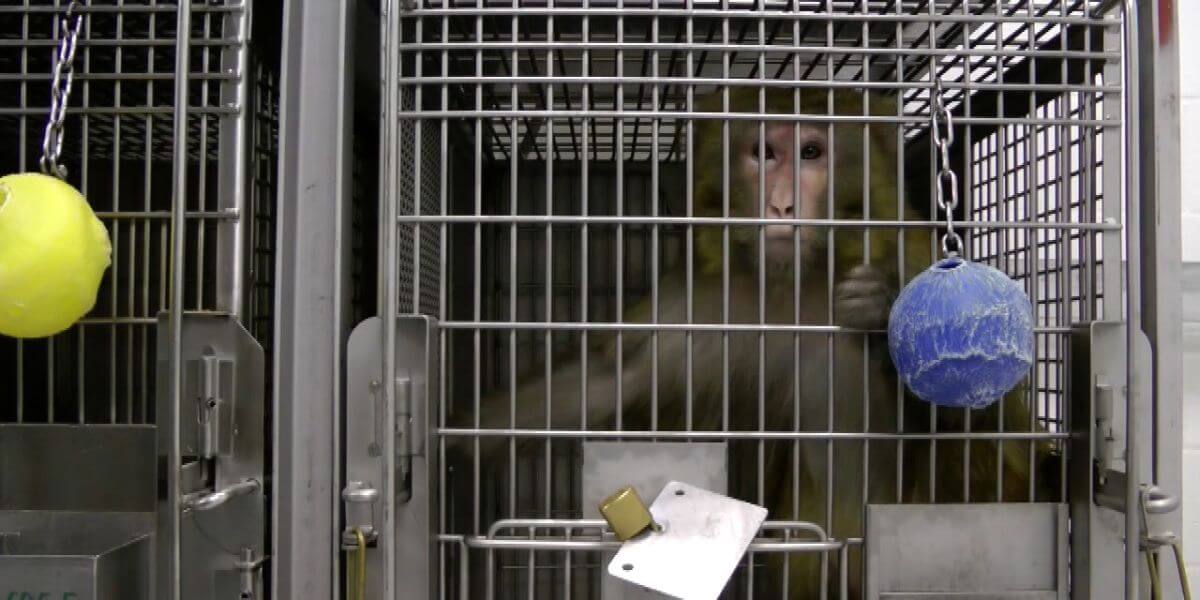 PETA Reveals Improper Experiment-Approval Panel at University of Washington