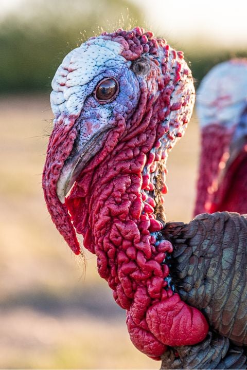A photo of a turkey