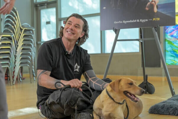 Gavin Rossdale at PETA adoption event