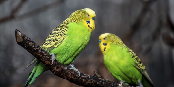 Green parakeets in the wild