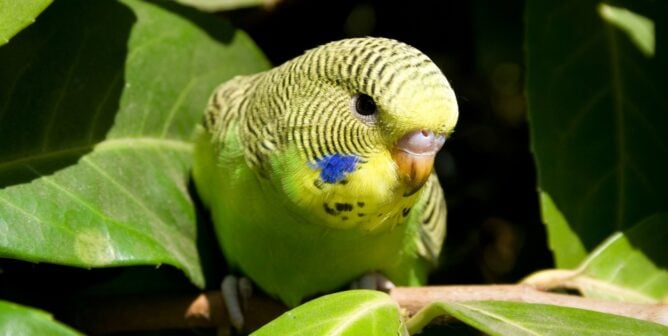 Green parakeet in the wild