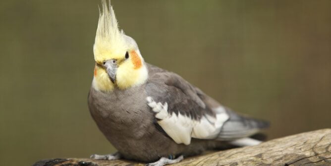 Cockatiel in the wild