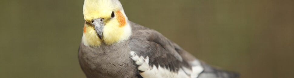 Cockatiel in the wild