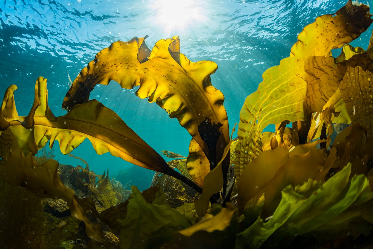 How Seaweed Could Save Millions of Animals Killed for Experiments
