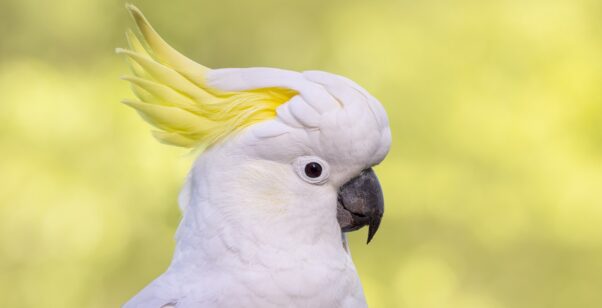 Cockatoo in profile