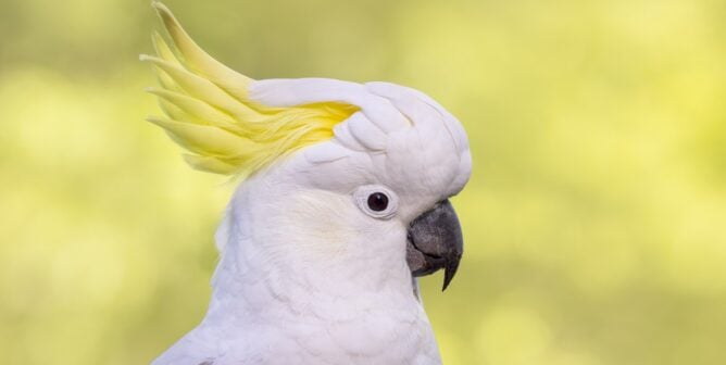 Cockatoo in profile