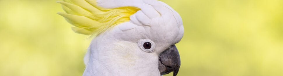 Cockatoo in profile
