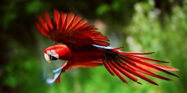 Scarlet macaw in flight