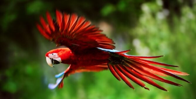 Scarlet macaw in flight