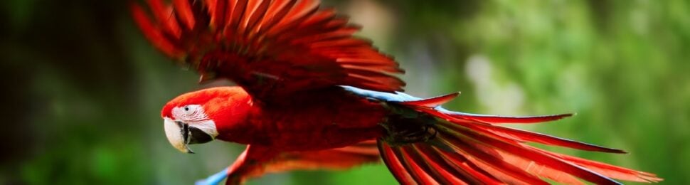 Scarlet macaw in flight