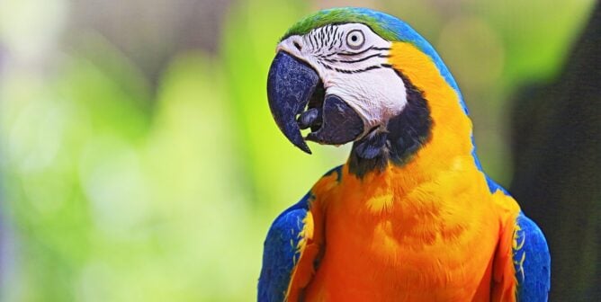 close-up of blue and yellow parrot in brazil