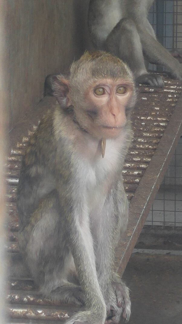 A macaque in a pen