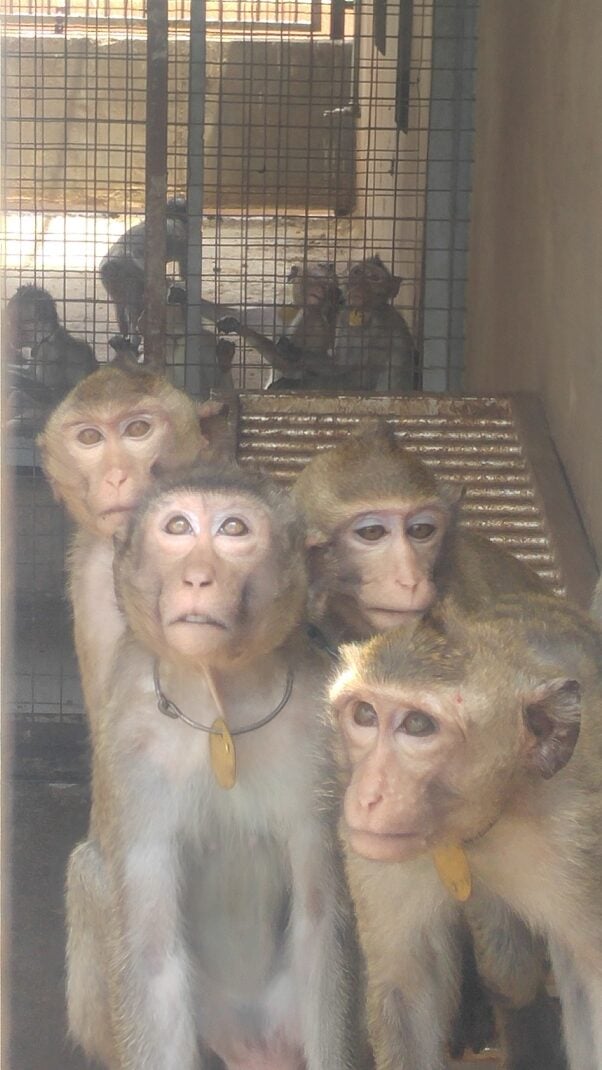 Macaques crowded in a cage
