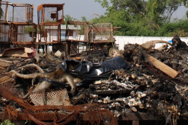 Endangered long-tailed macaques, destined for export, are confined inside filthy concrete block enclosures at a Cambodian monkey farm. Image obtained by PETA.