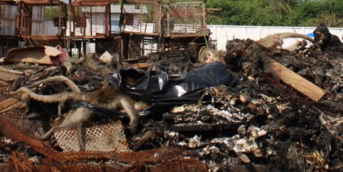 Endangered long-tailed macaques, destined for export, are confined inside filthy concrete block enclosures at a Cambodian monkey farm. Image obtained by PETA.
