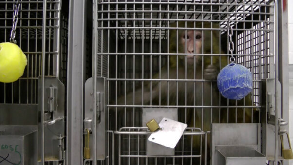 Monkey in a cage