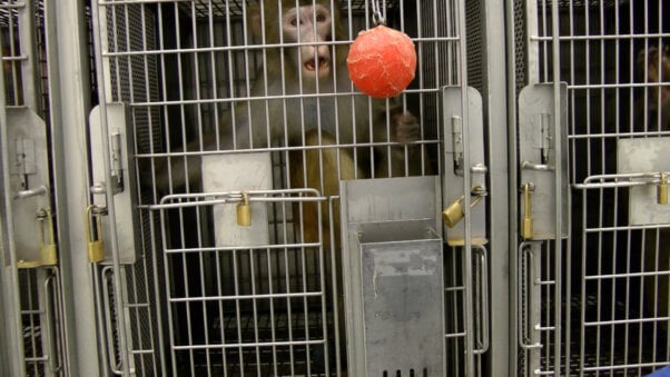Monkey in a cage