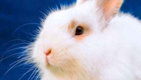 An angora rabbit