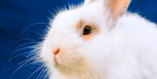 An angora rabbit