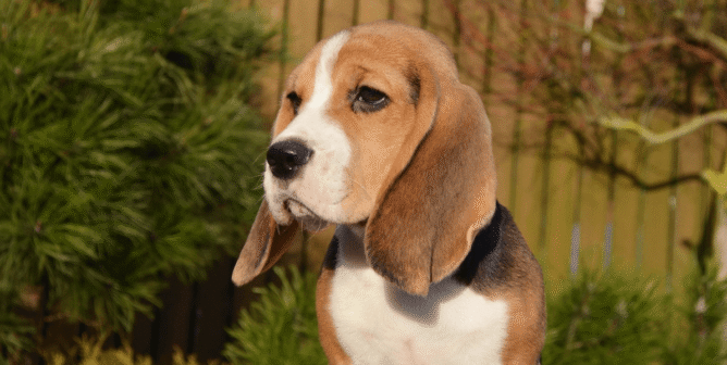 Beagle looking off to the side