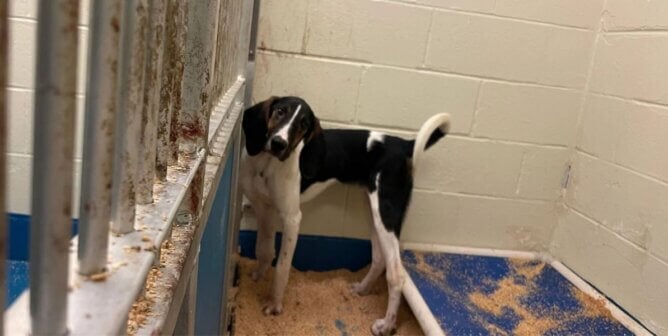 A brown and white dog in a barren kennel