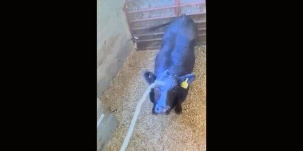 Black cow being urinated on