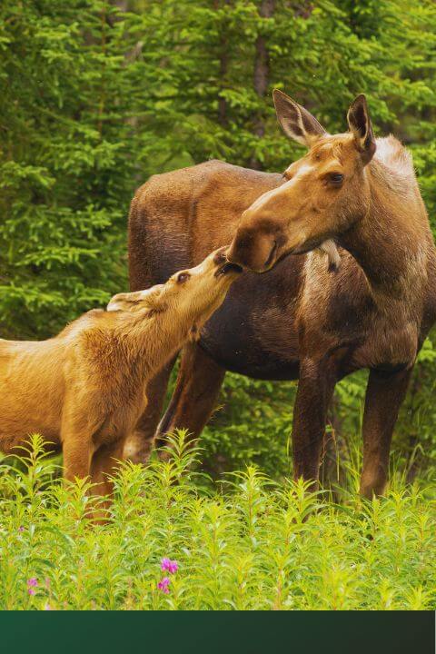 A mother moose and her calf touching noses