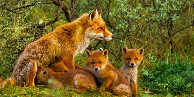 A mother fox and her cubs