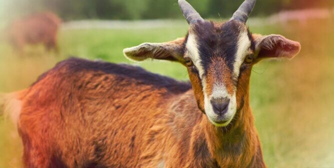 Goat with yellow and red gradient fades
