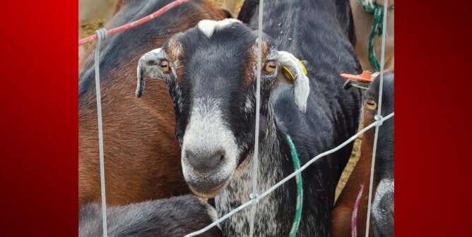 A black goat looking at the camera
