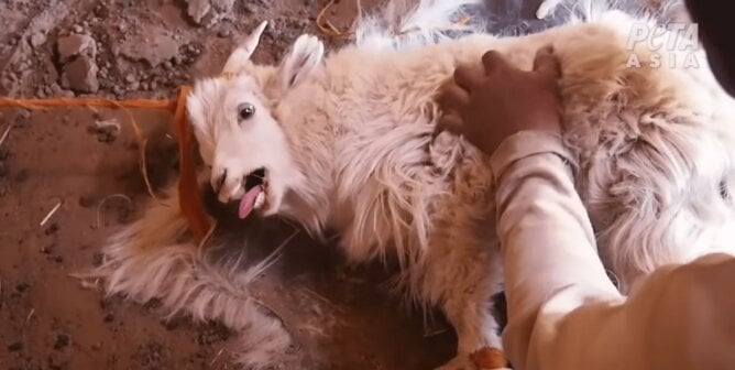 Goat having hair pulled out