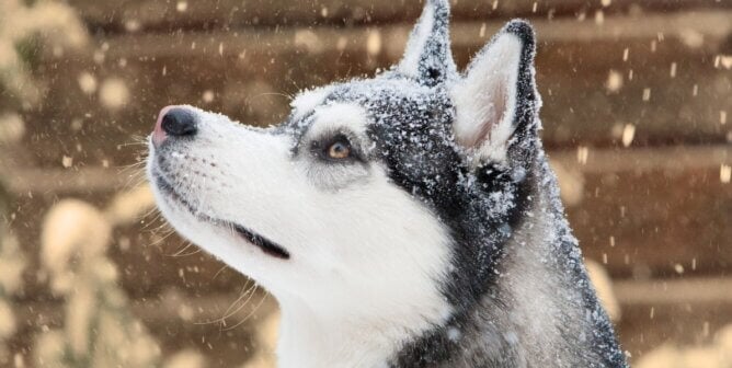 Husky close up