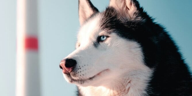 Close up of a husky